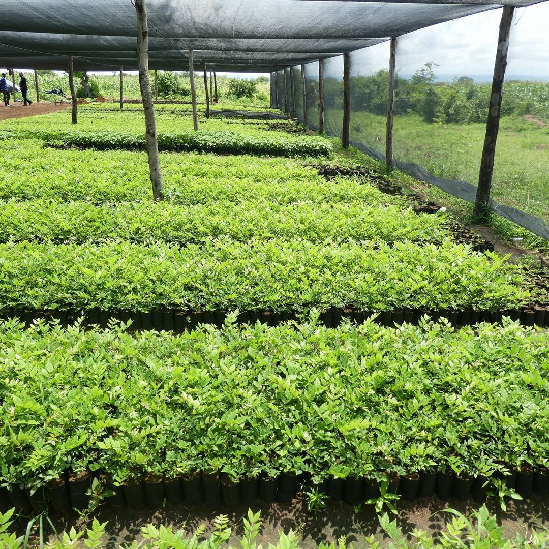 Garden planting